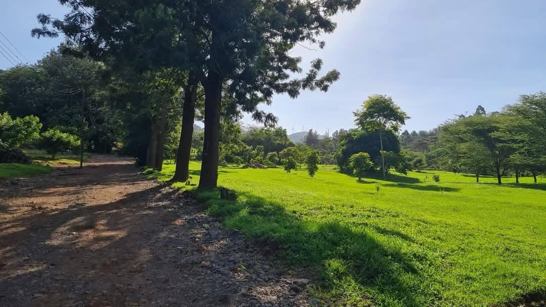 Land image 7